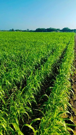 ૪૪ vigha jmin vesva ni see