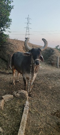 થંબનેલ 2