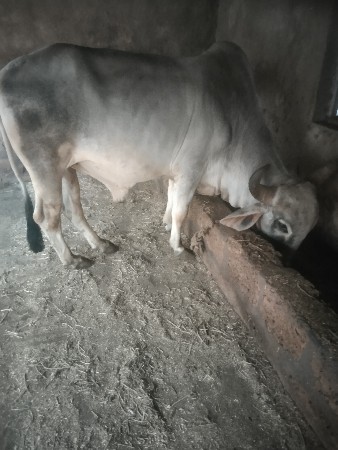 થંબનેલ 2