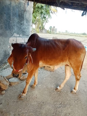 વેચવાની છે