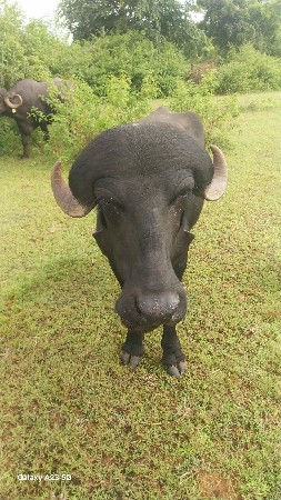 વેશવાનીછે