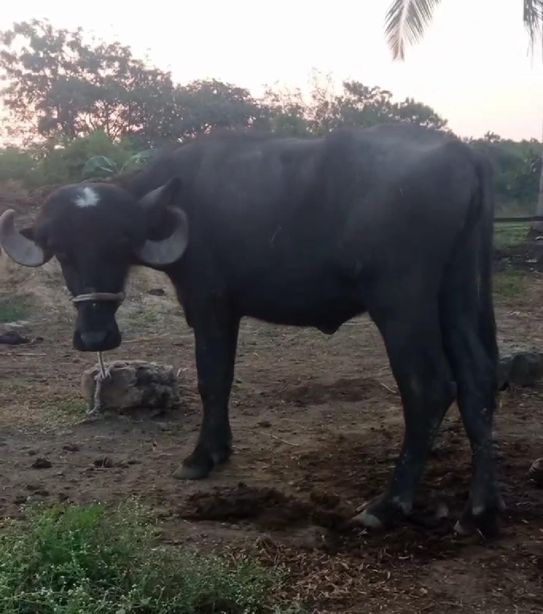 ખડેલી વેચવાની છે