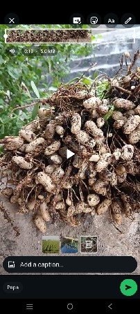 પચાસ વીઘા જમીન નું ભાગ્યું