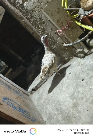 થંબનેલ 3