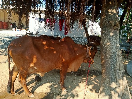 થંબનેલ 3