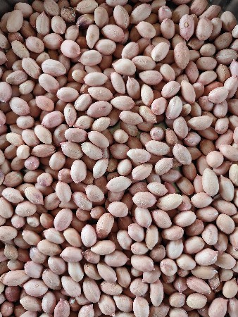 નવું 39 નંબર ફાઉનડેશન બિયારણ