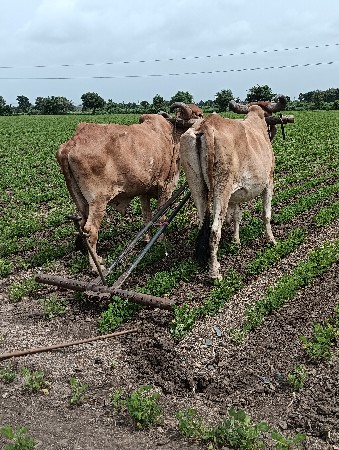 બરધ વેસવાના છે