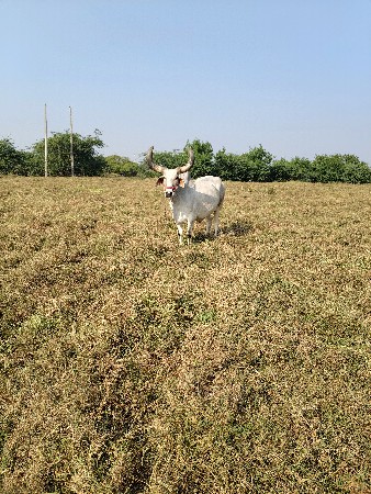 थंबनेल 3