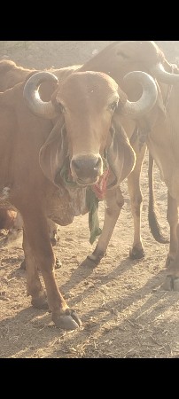 સારી ગઈ હશે