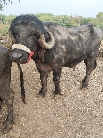 थंबनेल 3