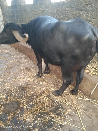 આ ભેંસ વેચવાની છે