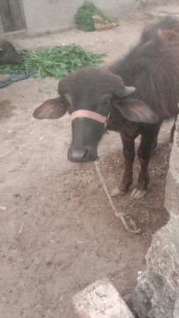 પાડો વેચવાનો છે એક વરશનો