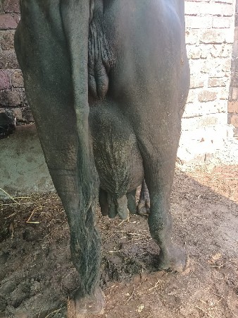 ભેંસ વેચવાની છે