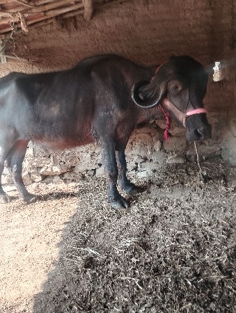 थंबनेल 2