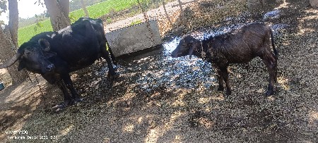 थंबनेल 3