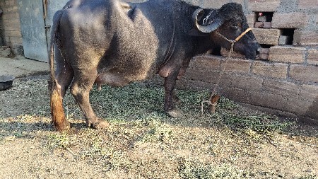 થંબનેલ 3