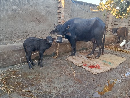 થંબનેલ 2