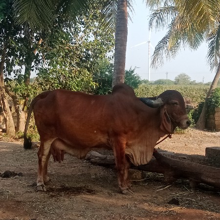 થંબનેલ 3