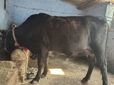 थंबनेल 2