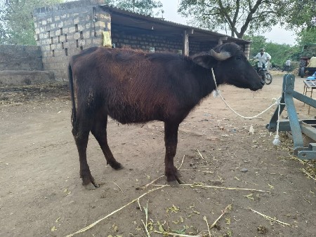 થંબનેલ 5