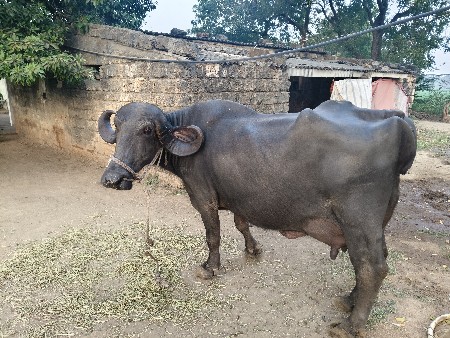 ભેંસ વેચવાની છે.3.જુવેતર