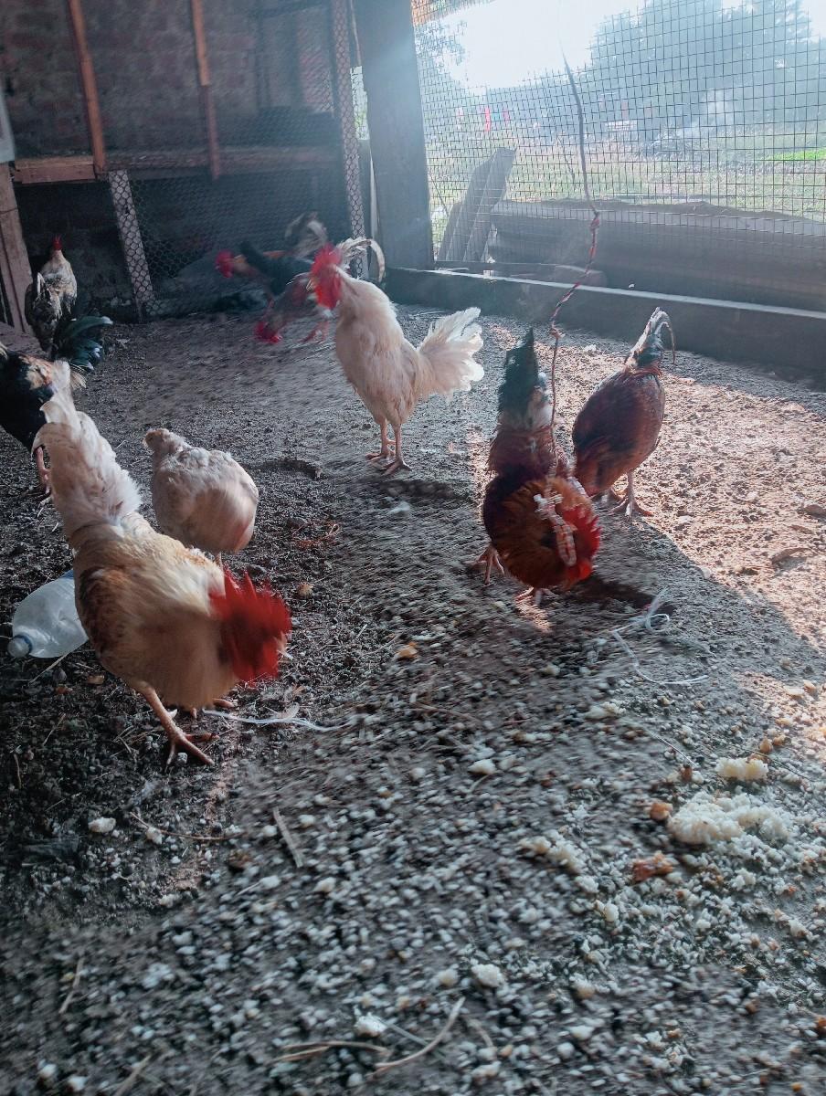 થંબનેલ 3