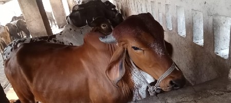 ગોધલા વેચવાના છે