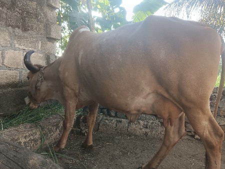 થંબનેલ 2