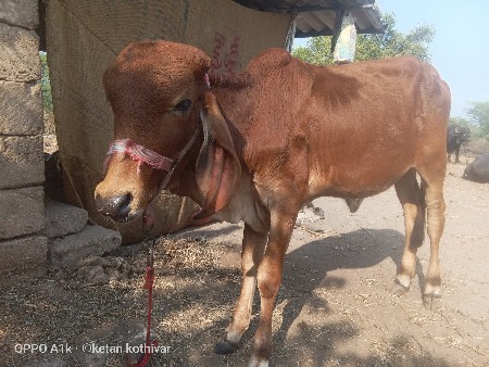 ગીર વાછડી આપવાની છે