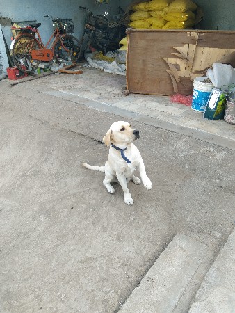 સાટા કરવા ના સે લેબરા કુતરો સે