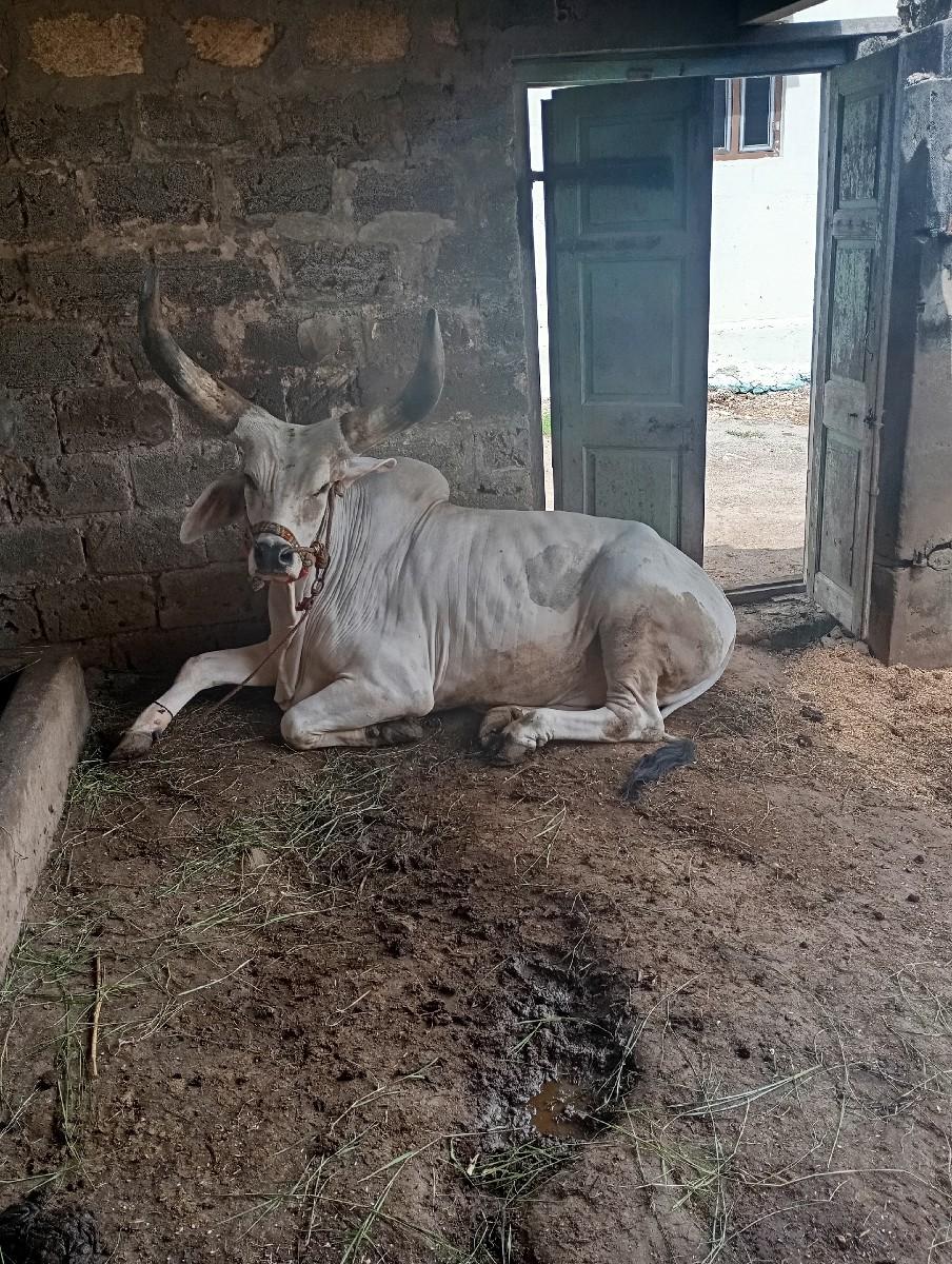 થંબનેલ 3