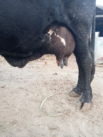 ગીર ક્રોસ.    કાળી.