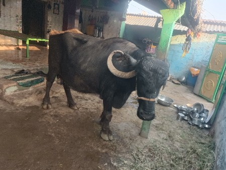 थंबनेल 2