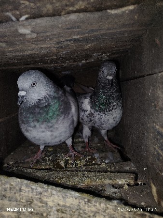 𝙗𝙝𝙪𝙧𝙖 𝙗𝙖𝙟𝙧𝙖 𝙨𝙚