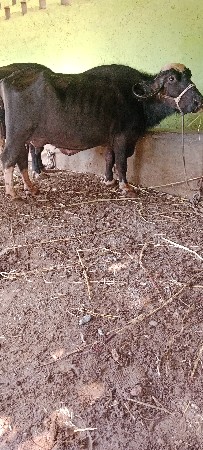 ભેસ વેસવા ની સે