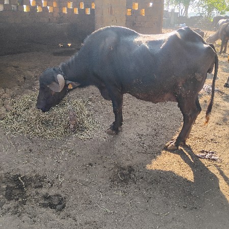 થંબનેલ 3