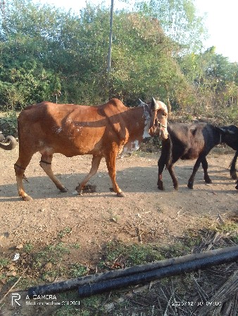 ગાય વેચવાની છે અસલ ગીર....