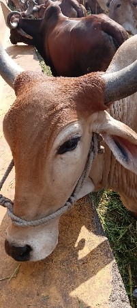 હોડકી વેચવાની છે