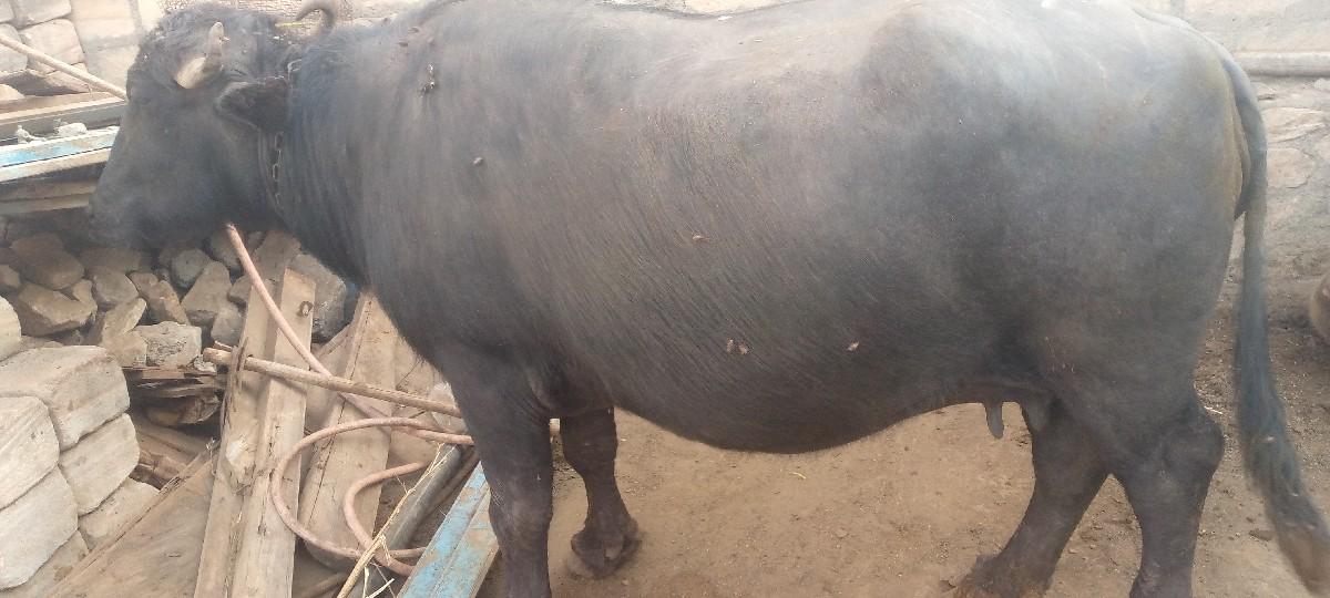 થંબનેલ 2