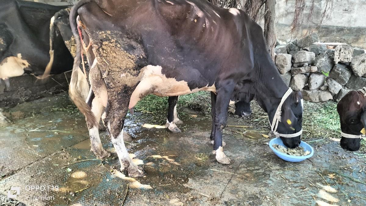 थंबनेल 3