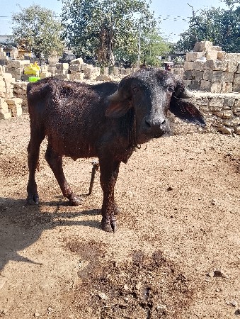 થંબનેલ 3