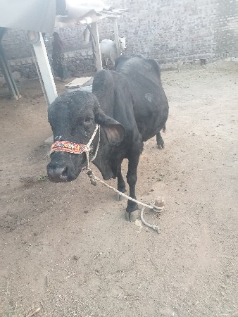 थंबनेल 2