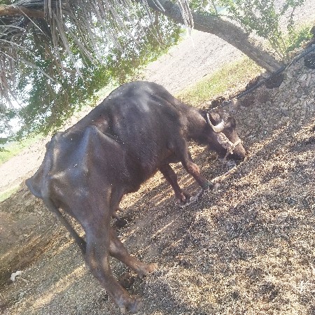 1 મહીનો 15 દીવશ ધીયા