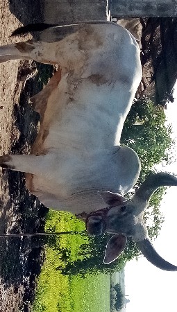 આ બળદ વેચવાનો છે