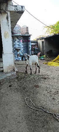 લીલ્ડી વાચડી