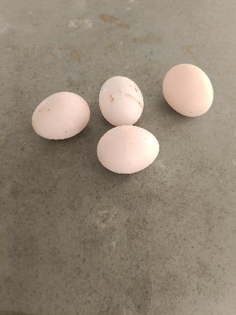 દેશી ઇડા