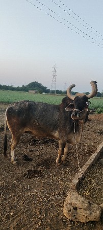 બળદ વેચવાનો છે