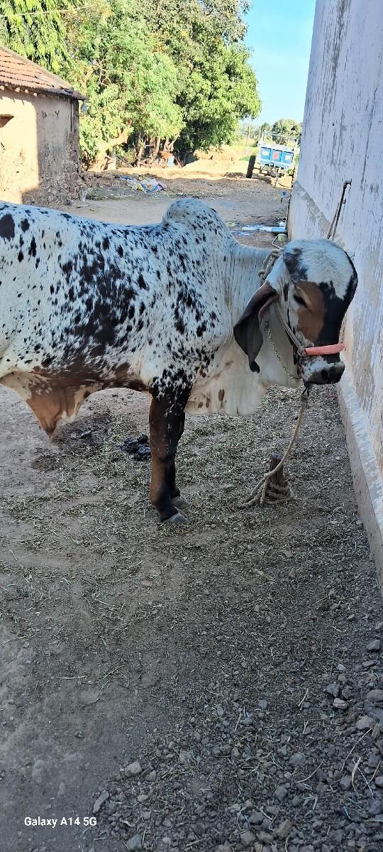 थंबनेल 2