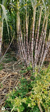 કાળી સેરડી