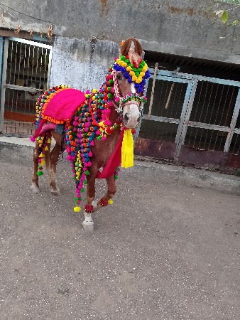 ઘોડીનો ફુલેકાનો સામાન વેચવાનો છે